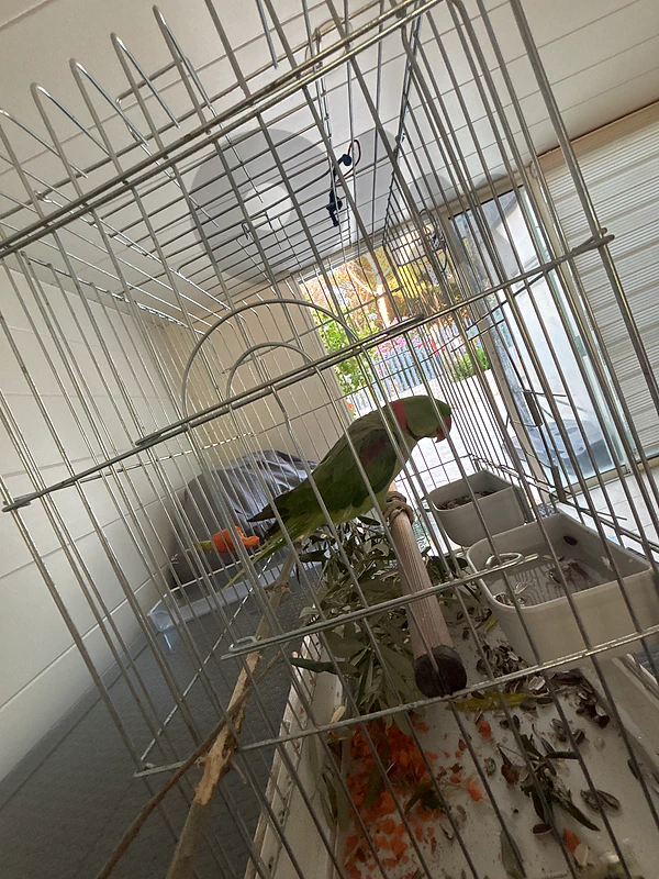 parrot parrot