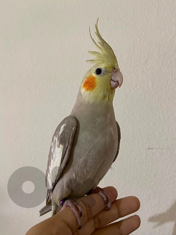 cockatiel (carawan) كراوان