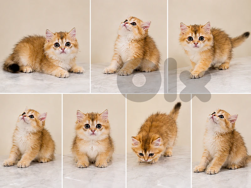 * Premium Golden Chinchilla Kittens - Imported Bloodline