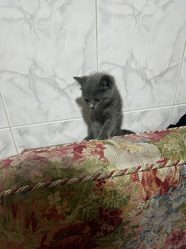 kitten