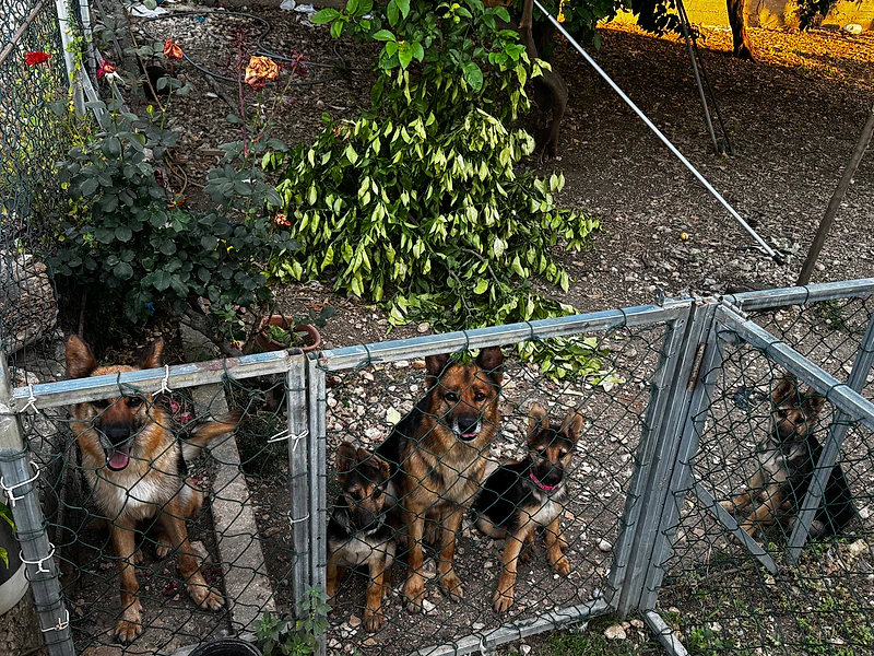 German Shepherd Puppy Vaccinated