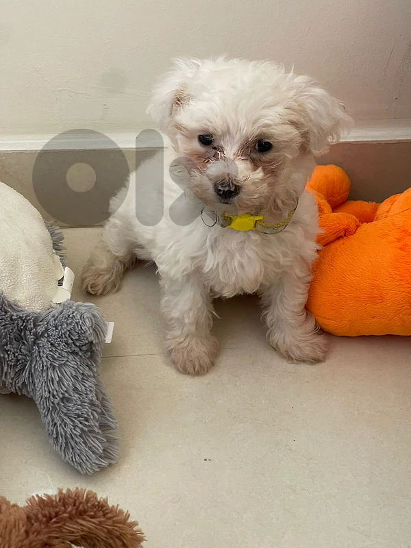 Maltipoo Female Puppy
