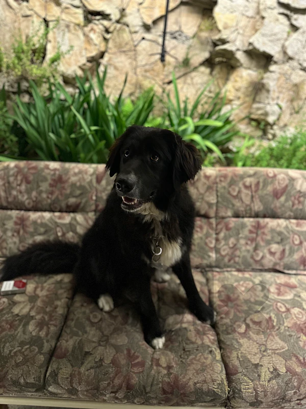 rescue dog rescue dog