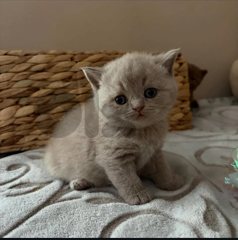 pure British lilac kitten HIGHEST QUALITY