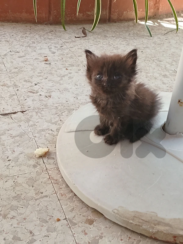 Cat for adoption, 3 months, need medical cure