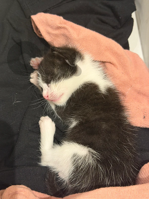 kitten for “adoption”
