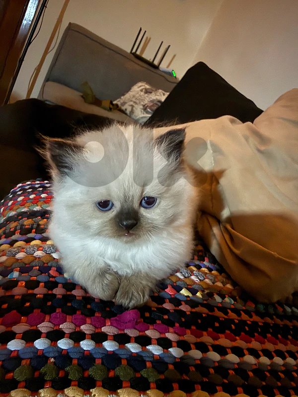 pure breed himalayan blue eyes