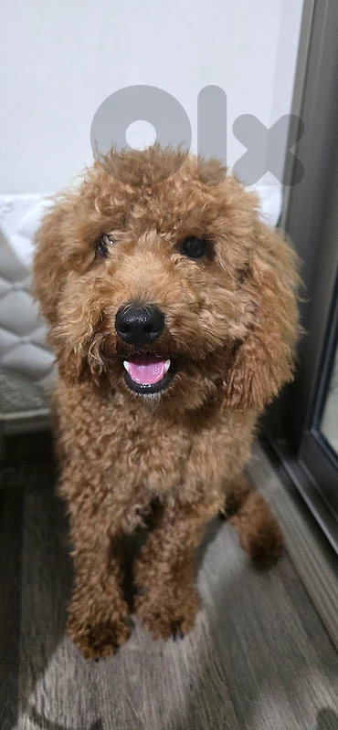 toy poodle