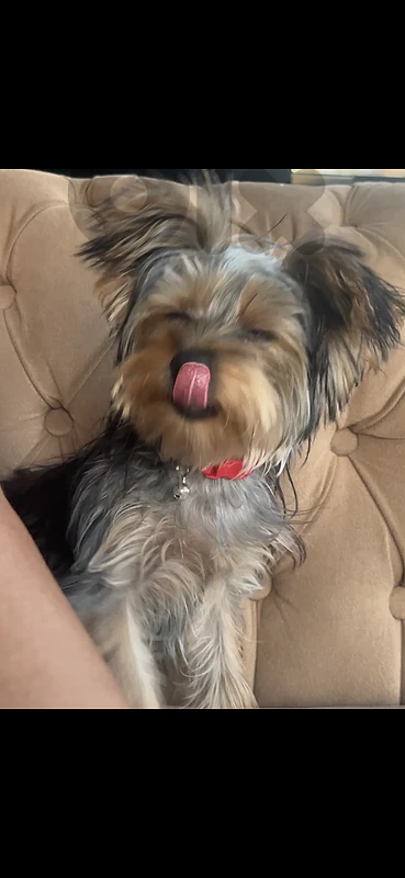 cuppy the yorkieee mini
