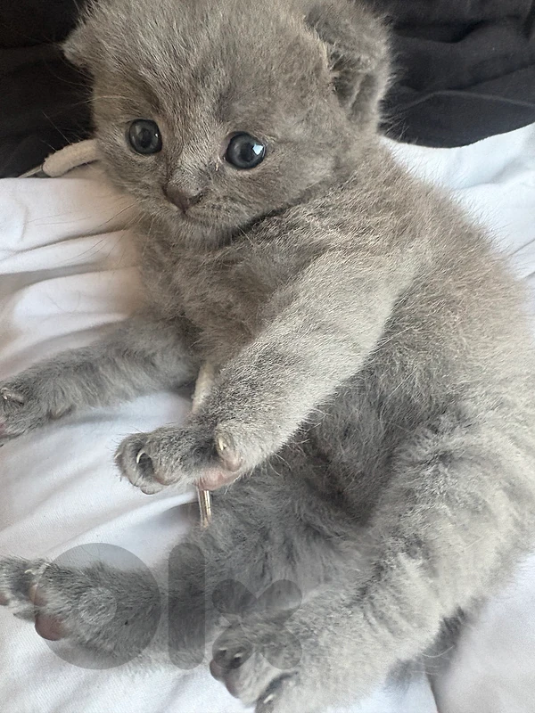 scotish fold baby moon face blue eyes