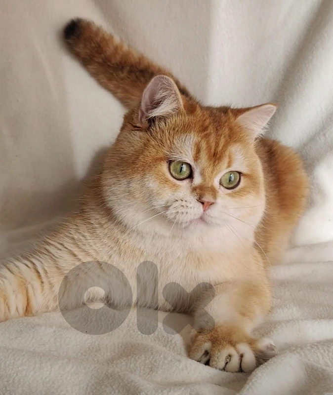 * Premium Golden Chinchilla Kittens - Imported Bloodline