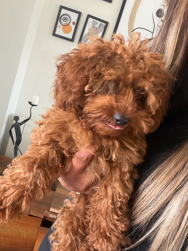 poodle