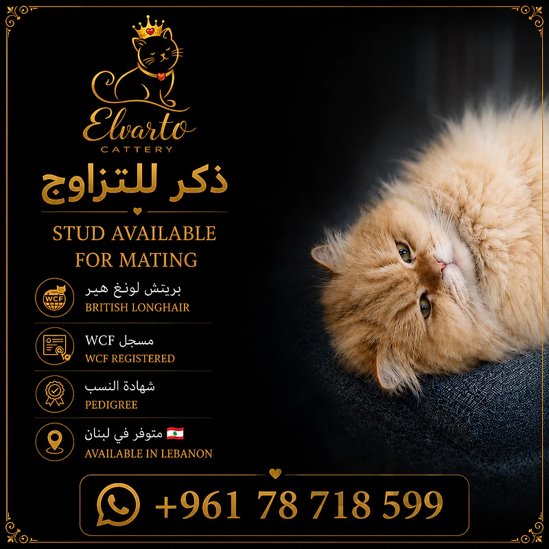 ذكر غولدن بريتش لونغهير متاح للتزاوج ذكر غولدن بريتش لونغهير متاح للتزاوج