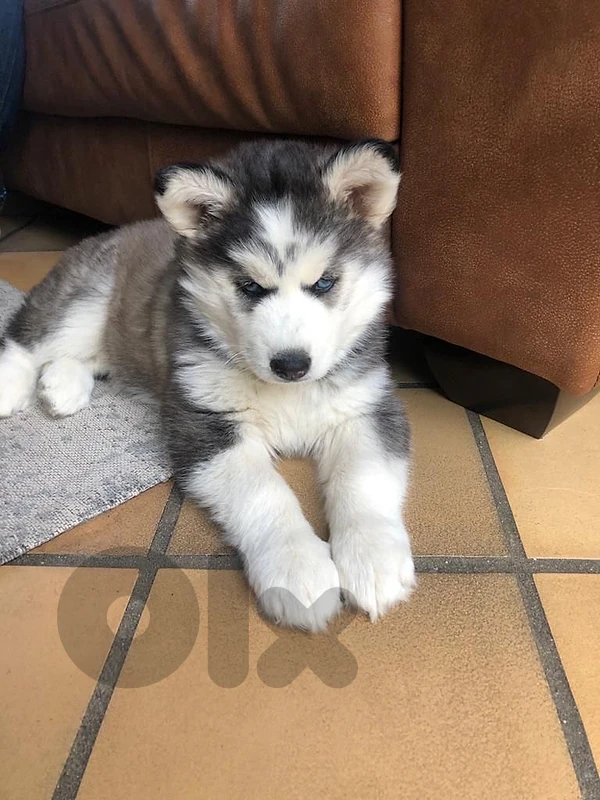 White Husky puppy