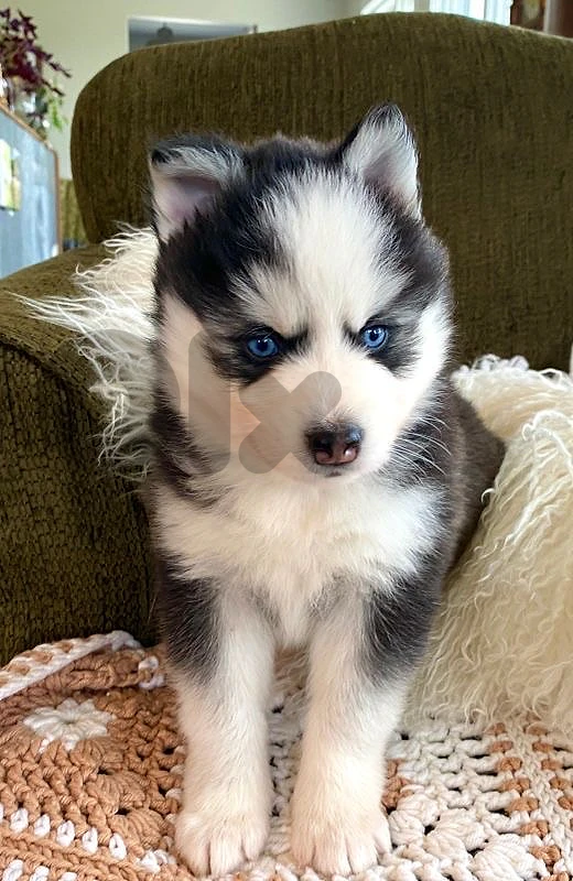 Husky Brown Blue Eyes
