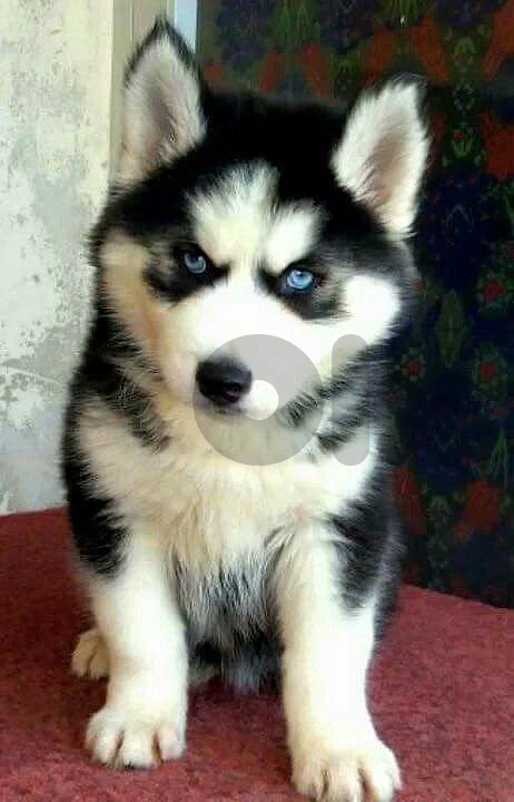 husky brown available NOW