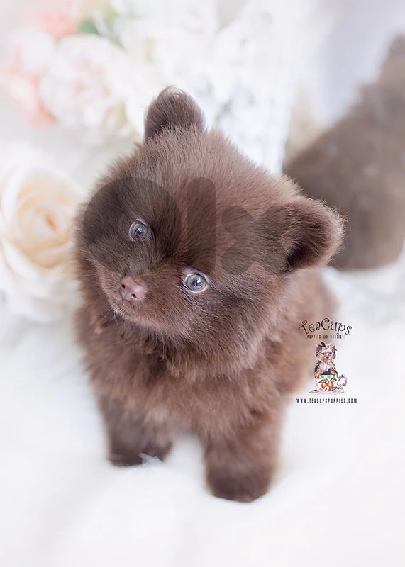 Pomeranian Imported chocolate