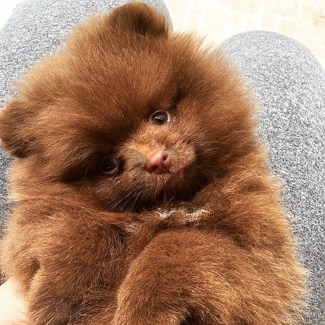 Imported Pomeranian brown puppy