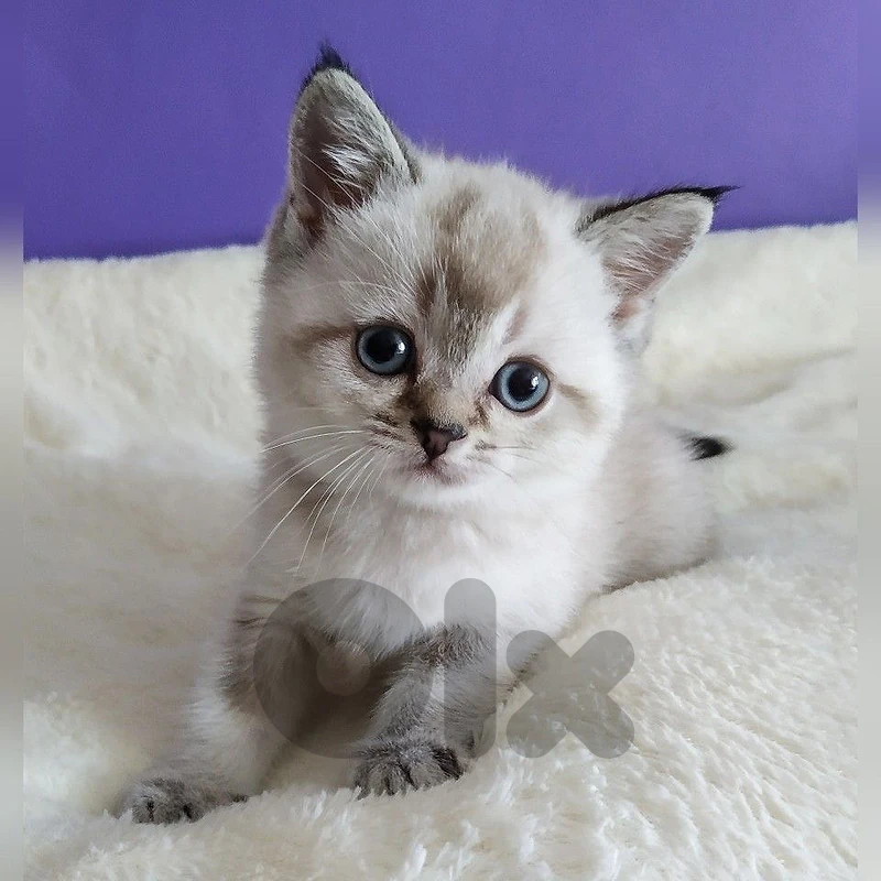 British color point blue  kitten