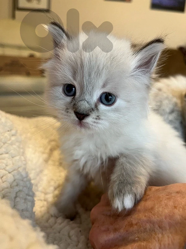 British blue point kitten cutie delivery