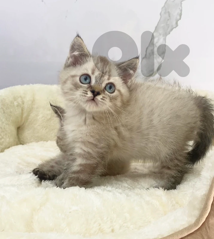 British shorthair blue point delivery kitten