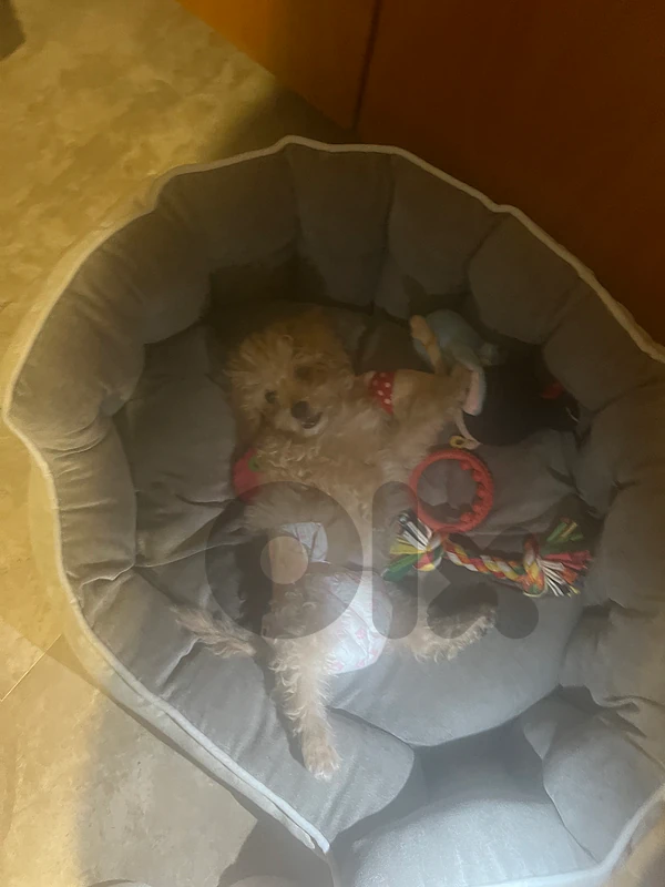 Maltipoo Puppy