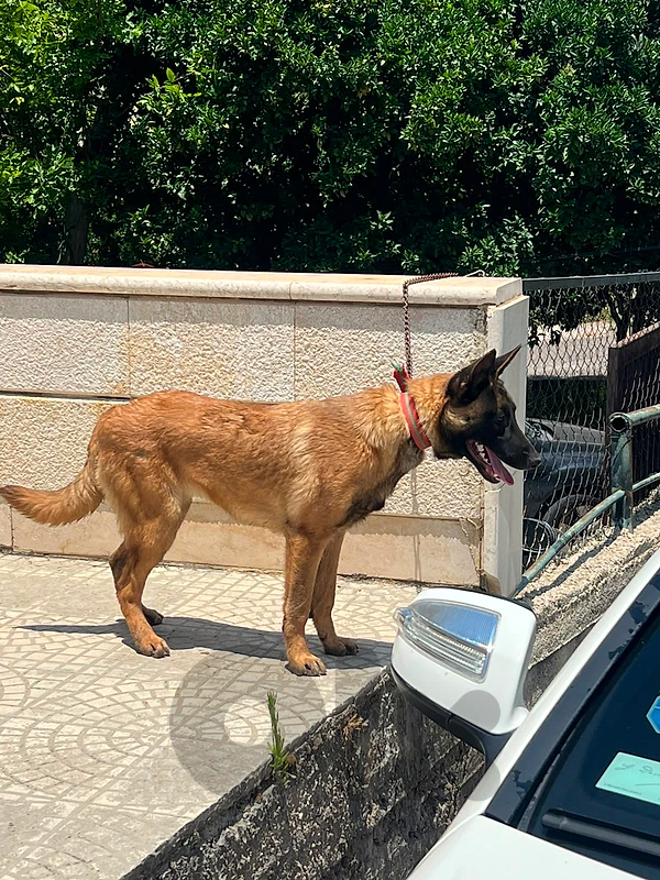 malinois