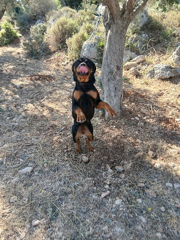 Rottweiler/pitbull/Berger