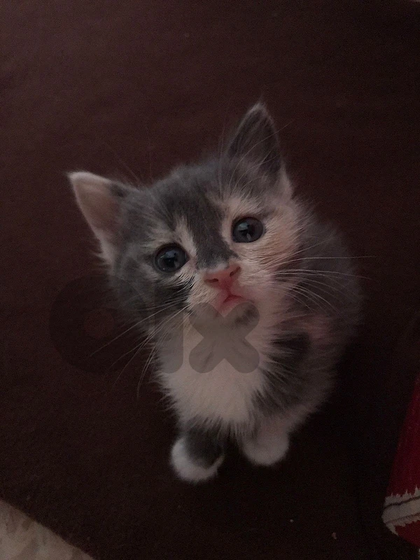 kittens kittens