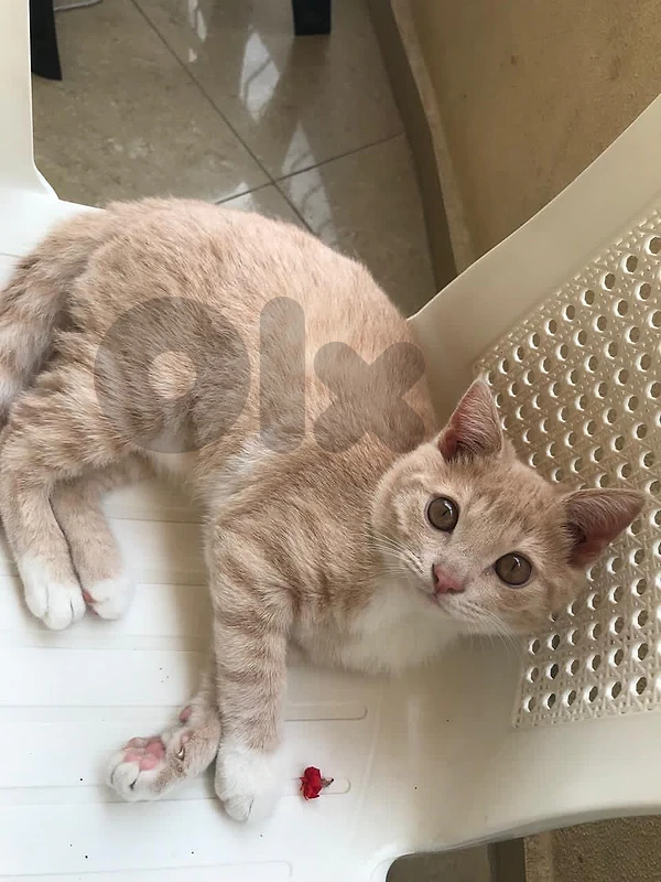 ginger kitten