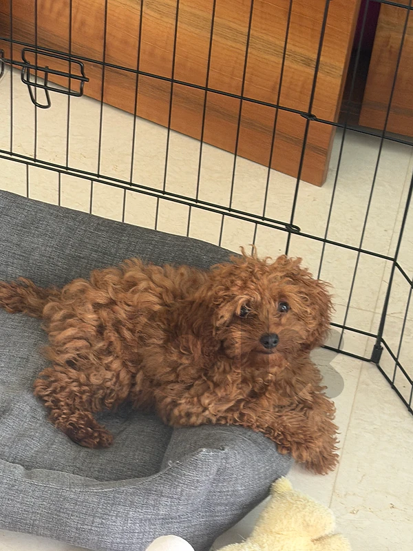poodle