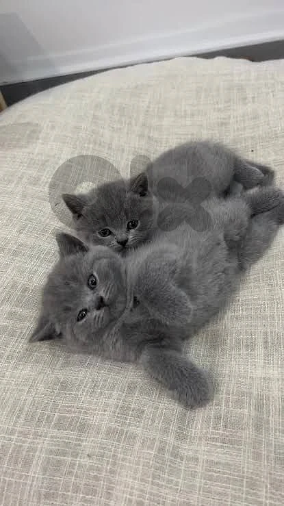 British kitten