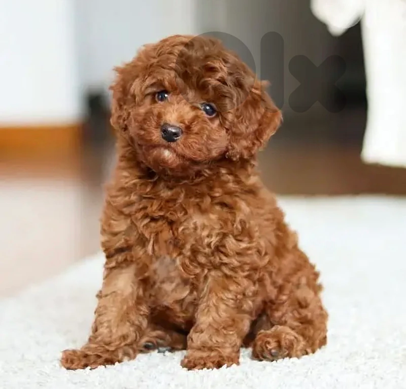 Toy poodle