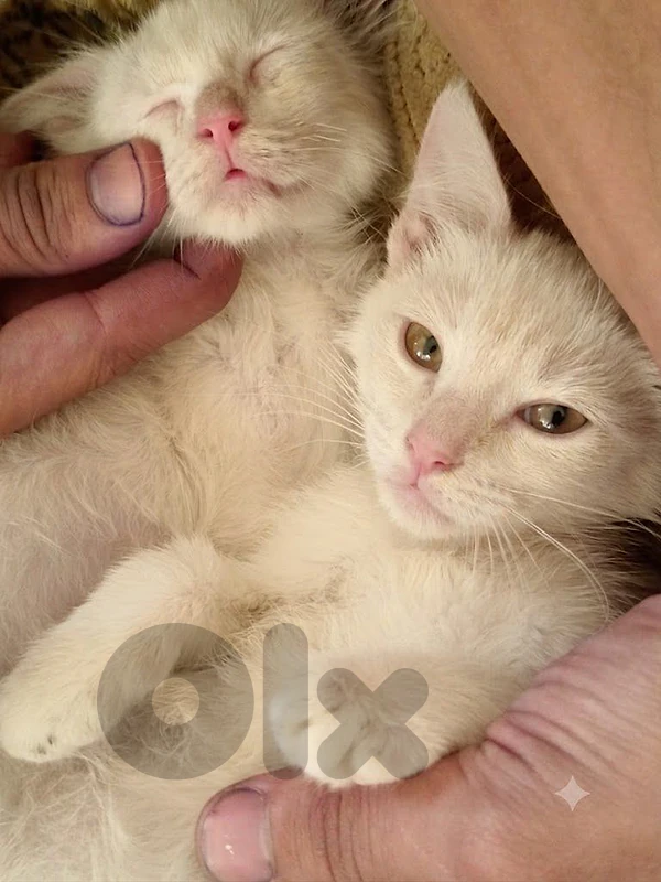 For Adoption (Free) للتبني، مجانا