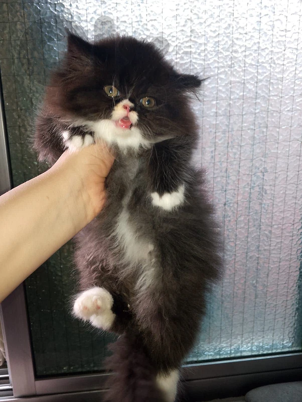 persian persian
