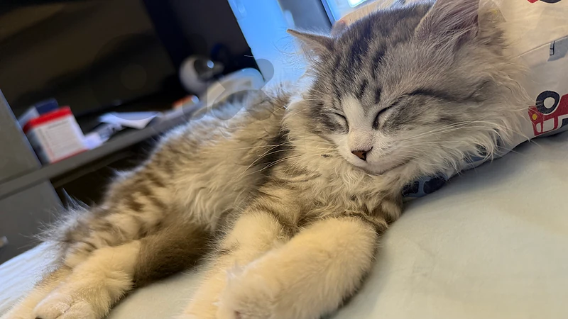Cat for sale