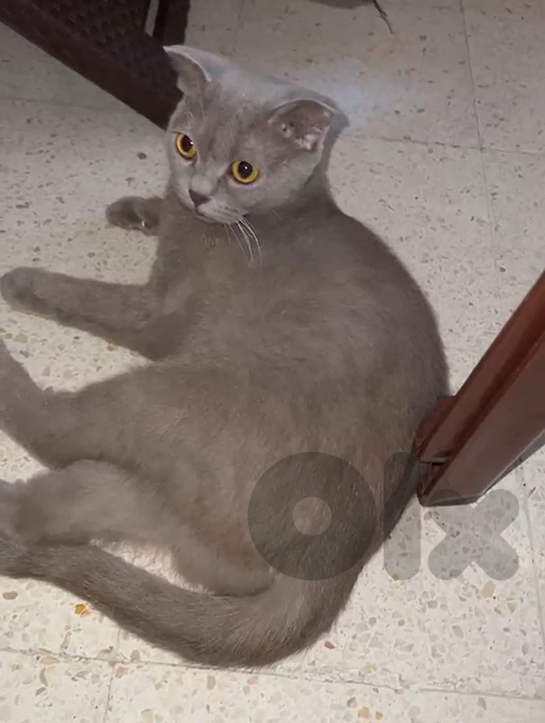 cat 1y