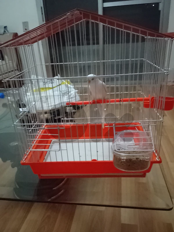budgie