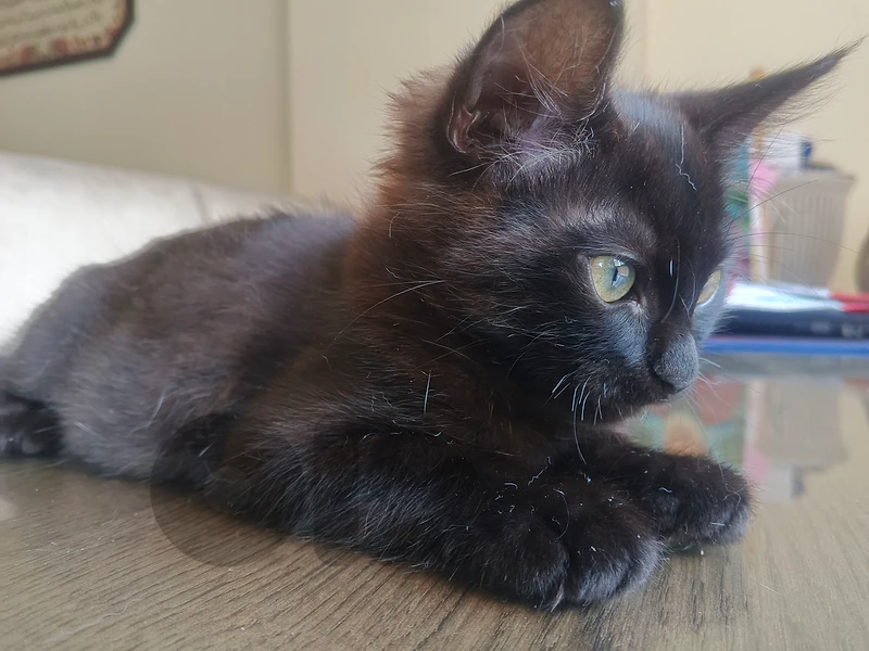 cat for free adoption