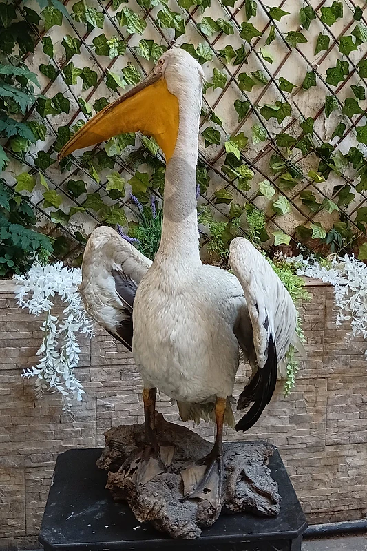 بجعه محنطه