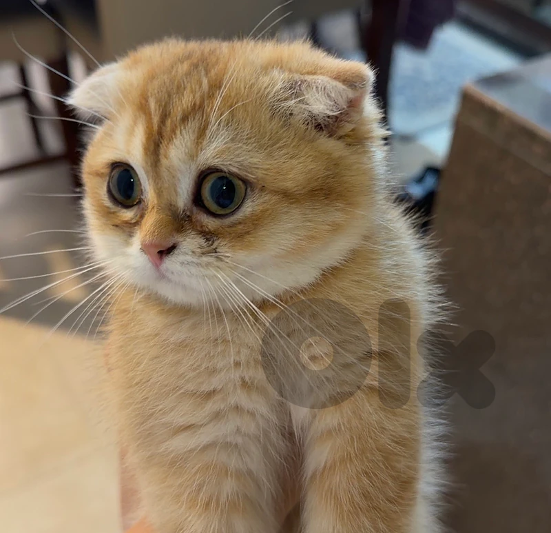 Golden Chinchilla Kitten