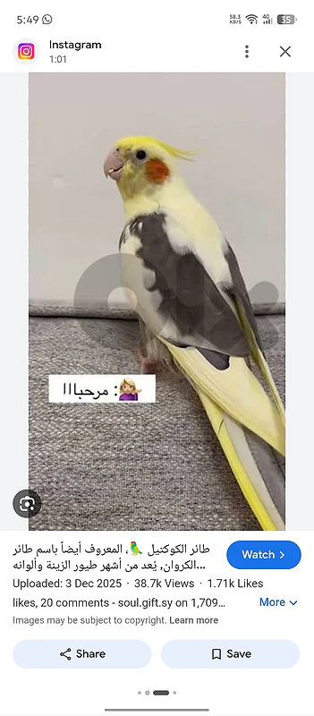 مطلوب فرخ كروان تزقيم متل بالصورة أو أريب إلن