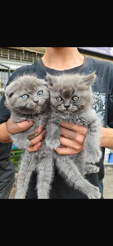 scotch fold kitten