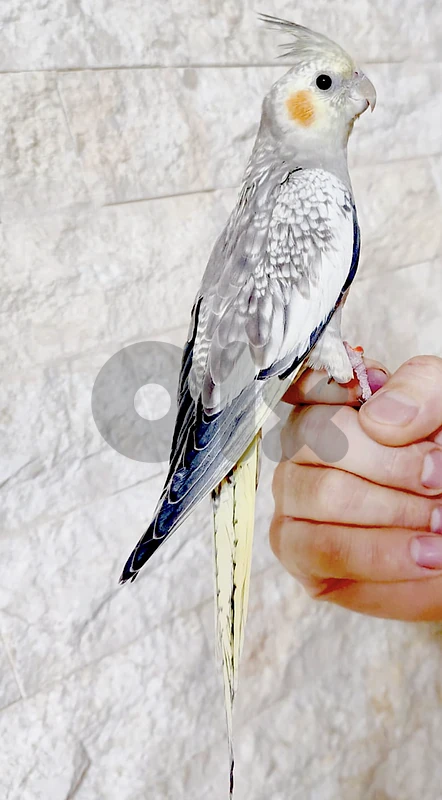 tamed cockatiel كروان سوبر ترويض
