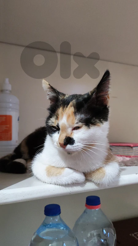 cat for adoption cat for adoption