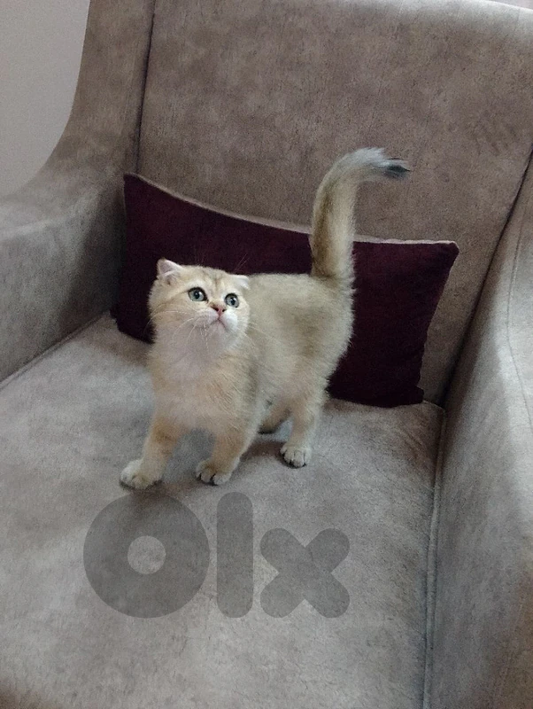 Scottish fold Scottish fold