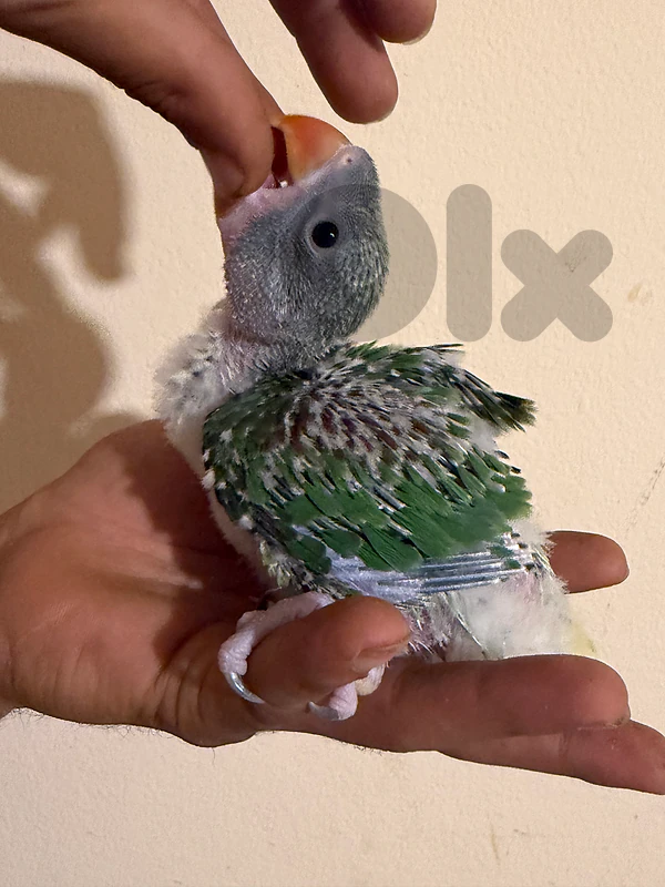 ببغاء الكسندرين سوبر جامبو