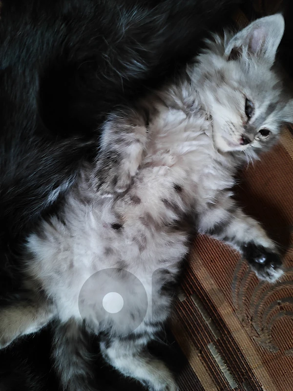 cute lovely kitten cute lovely kitten