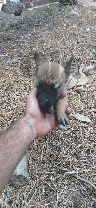 pupies for sale pupies for sale