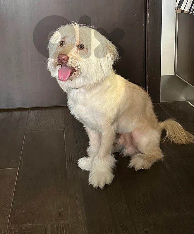 Mopsie